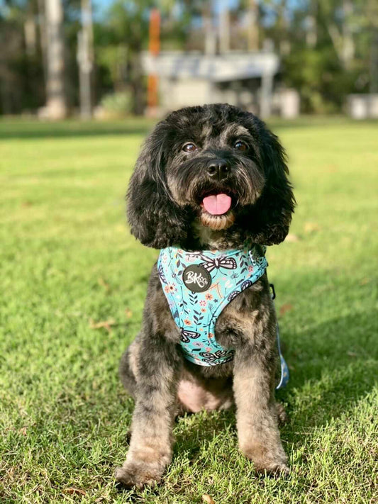 Butterfly Garden - Adjustable Dog Harness - Furry Lane Pet Boutique